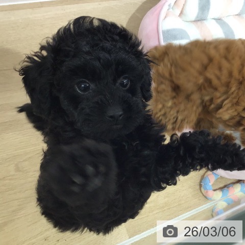長野県のトイプードル(トイ) (ペットプラス 長野店/2025年12月31日生まれ/女の子/ブラック)の子犬の4枚目の画像