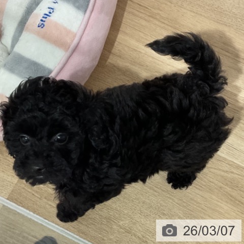 長野県のトイプードル(トイ) (ペットプラス 長野店/2025年12月31日生まれ/女の子/ブラック)の子犬の3枚目の画像