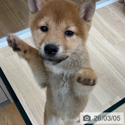 福島県の柴犬(標準サイズ) (ペットプラス 福島店/2025年12月24日生まれ/男の子/赤)の子犬の4枚目の画像