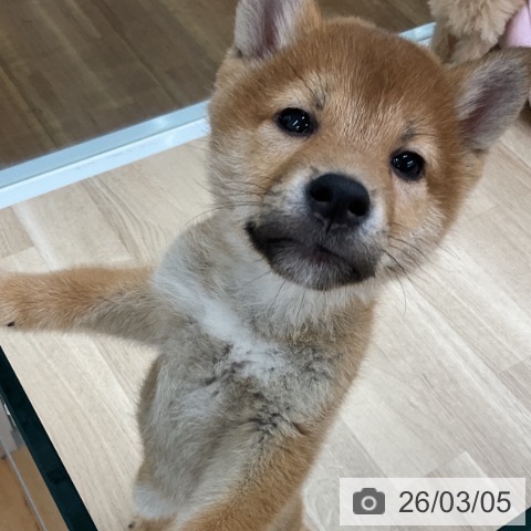 福島県の柴犬(標準サイズ) (ペットプラス 福島店/2025年12月24日生まれ/男の子/赤)の子犬の3枚目の画像