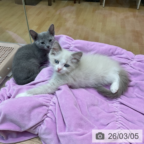 埼玉県のラグドール (ペットプラス ららぽーと新三郷店/2025年12月27日生まれ/男の子/ブルーポイントバイカラー)の子猫の3枚目の画像