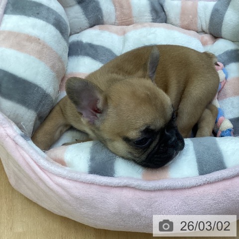 フレンチ・ブルドッグの写真