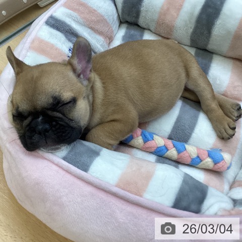 埼玉県のフレンチブルドッグ (ペットプラス 羽生店/2025年12月31日生まれ/女の子/フォーン)の子犬の4枚目の画像