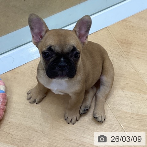 埼玉県のフレンチブルドッグ (ペットプラス 羽生店/2025年12月31日生まれ/女の子/フォーン)の子犬の3枚目の画像
