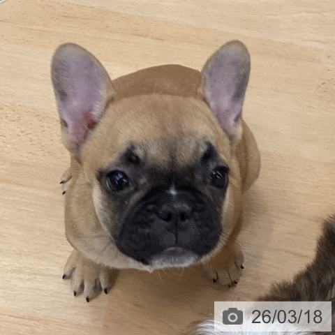 埼玉県のフレンチブルドッグ (ペットプラス 羽生店/2025年12月31日生まれ/女の子/フォーン)の子犬の3枚目の画像