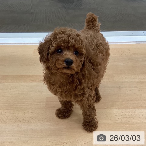 長野県のトイプードル(トイ) (ペットプラス 松本店/2025年12月31日生まれ/女の子/レッド)の子犬の4枚目の画像