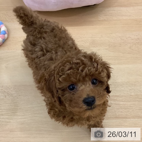 長野県のトイプードル(トイ) (ペットプラス 松本店/2025年12月31日生まれ/女の子/レッド)の子犬の3枚目の画像