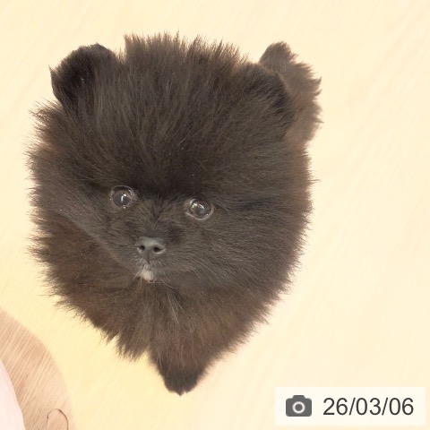千葉県のポメラニアン (ペットプラス 幕張新都心店/2025年12月31日生まれ/男の子/ブラック)の子犬の3枚目の画像
