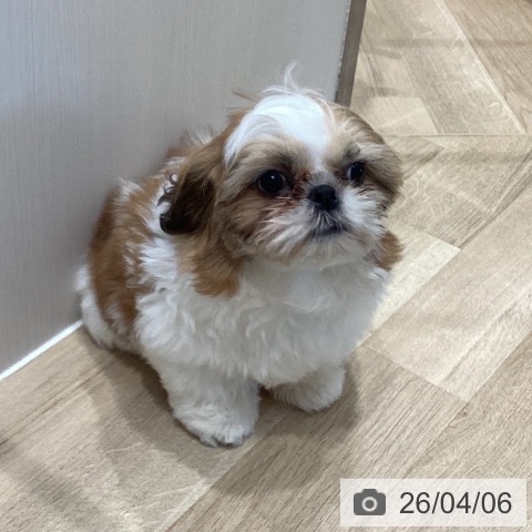 埼玉県のシーズー (ペットプラス イオンモール春日部店/2025年12月31日生まれ/男の子/ホワイトゴールド)の子犬の3枚目の画像