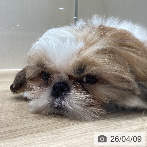 埼玉県のシーズー (ペットプラス イオンモール春日部店/2025年12月31日生まれ/男の子/ホワイトゴールド)の子犬の4枚目の画像