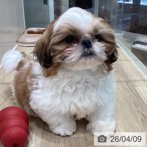 埼玉県のシーズー (ペットプラス イオンモール春日部店/2025年12月31日生まれ/男の子/ホワイトゴールド)の子犬の3枚目の画像