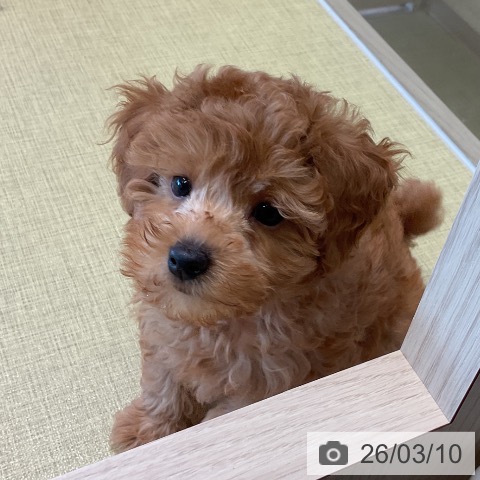 福島県のトイプードル(トイ) (ペットプラス イオンタウン郡山店/2025年12月28日生まれ/男の子/アプリコット)の子犬の4枚目の画像