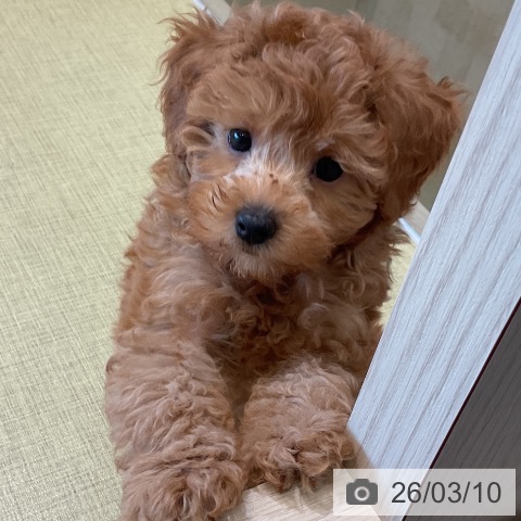 福島県のトイプードル(トイ) (ペットプラス イオンタウン郡山店/2025年12月28日生まれ/男の子/アプリコット)の子犬の3枚目の画像