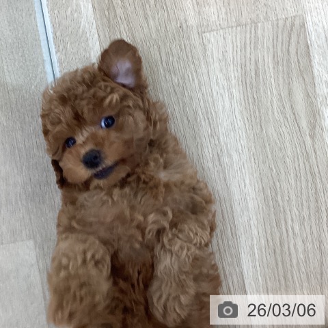 山梨県のトイプードル(トイ) (ペットプラス 甲府国母店/2025年12月28日生まれ/女の子/アプリコット)の子犬の3枚目の画像