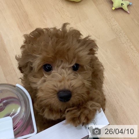 長野県のトイプードル(トイ) (ペットプラス 松本店/2025年12月28日生まれ/女の子/アプリコット)の子犬の3枚目の画像