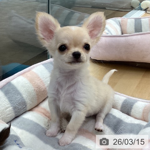 長野県のチワワ(ロング) (ペットプラス 松本店/2025年12月31日生まれ/女の子/クリーム)の子犬の3枚目の画像