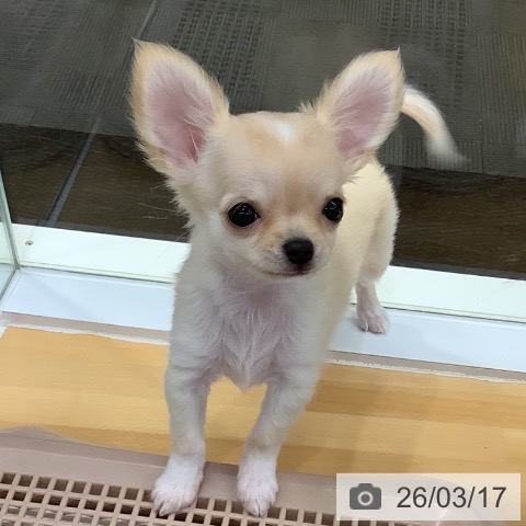 長野県のチワワ(ロング) (ペットプラス 長野店/2025年12月31日生まれ/女の子/クリーム)の子犬の3枚目の画像