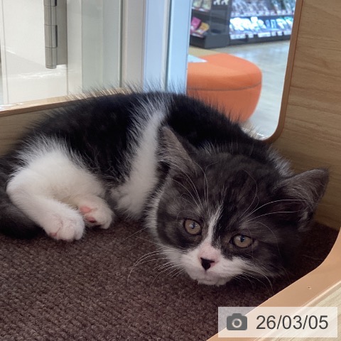 スコティッシュフォールドの写真