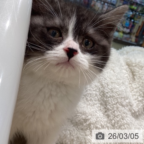 スコティッシュフォールドの写真