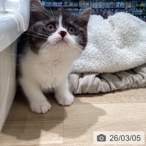 スコティッシュフォールドの写真