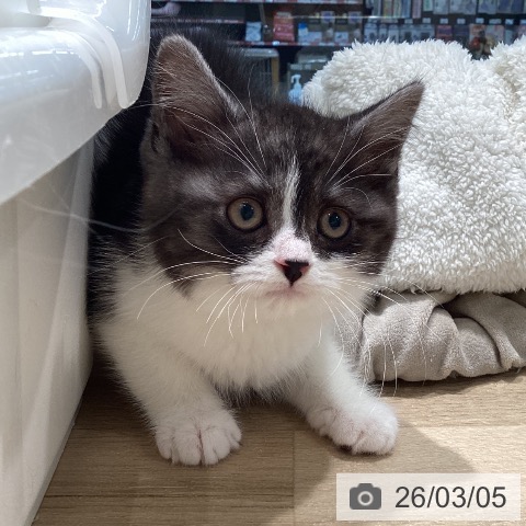 スコティッシュフォールドの写真