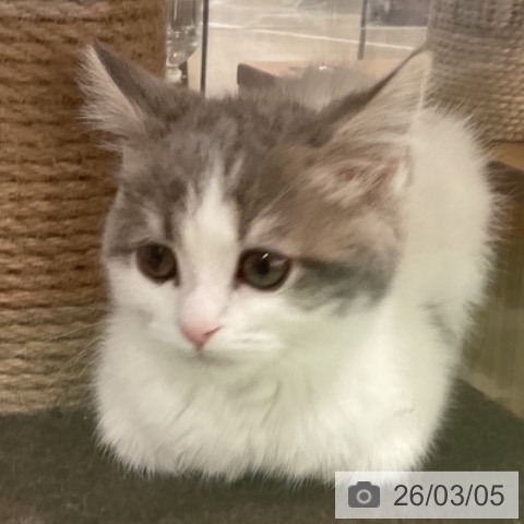 スコティッシュフォールドの写真