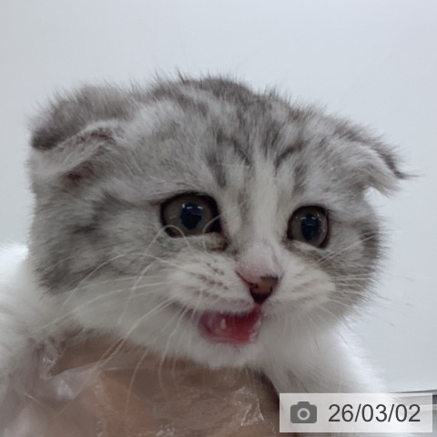 スコティッシュフォールドの写真