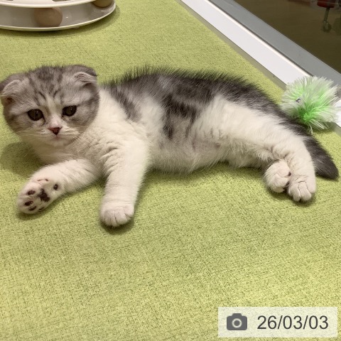 スコティッシュフォールドの写真