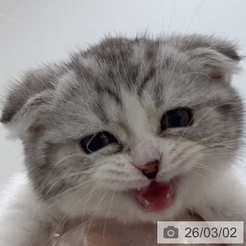 スコティッシュフォールドの写真