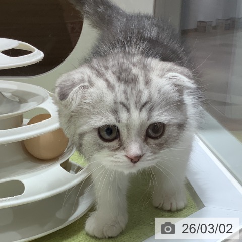 スコティッシュフォールドの写真