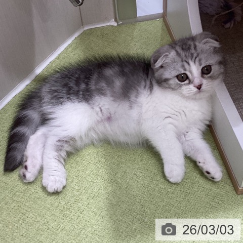 スコティッシュフォールドの写真