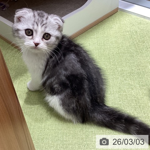 スコティッシュフォールドの写真