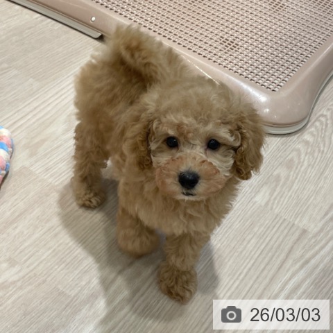 トイ・プードルの写真