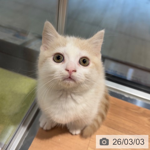 マンチカンの写真