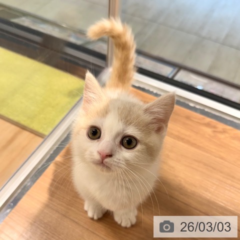 マンチカンの写真