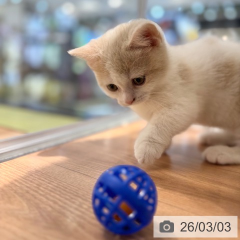 マンチカンの写真