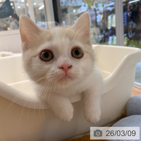 東京都のマンチカン (ペットプラス アクアシティお台場店/2025年12月28日生まれ/男の子/クリームタビーホワイト)の子猫の3枚目の画像