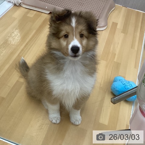 長野県のシェットランドシープドッグ (ペットプラス 松本店/2025年12月20日生まれ/男の子/セーブルホワイト)の子犬の3枚目の画像