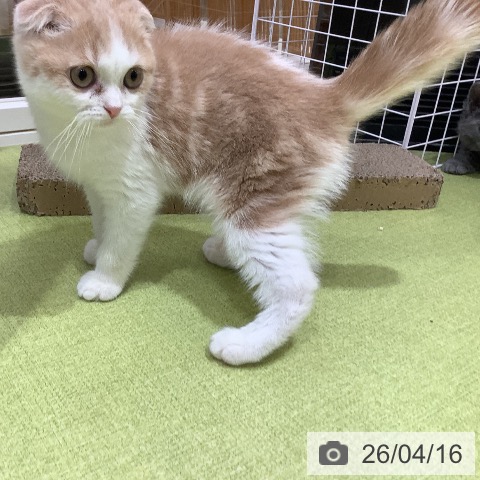 スコティッシュフォールドの写真