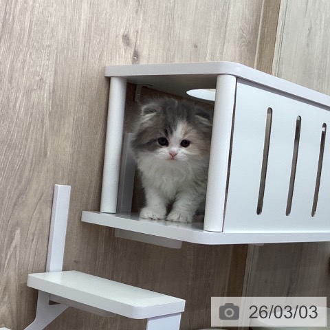 茨城県のスコティッシュフォールド (ペットプラス つくば店/2025年12月28日生まれ/女の子/ダイリュートキャリコ)の子猫の4枚目の画像