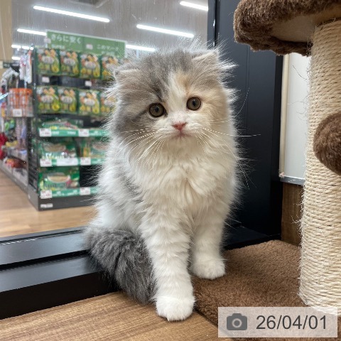 茨城県のスコティッシュフォールド (ペッツワン つくば店/2025年12月28日生まれ/女の子/ダイリュートキャリコ)の子猫の4枚目の画像