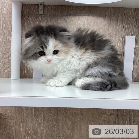 茨城県のスコティッシュフォールド (ペットプラス つくば店/2025年12月28日生まれ/女の子/ダイリュートキャリコ)の子猫の3枚目の画像