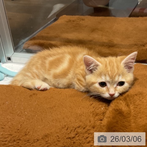 マンチカンの写真