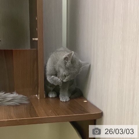 山梨県のロシアンブルー (ペットプラス 甲府昭和店/2026年1月1日生まれ/女の子/ブルー)の子猫の4枚目の画像