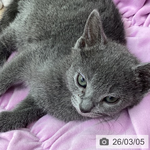 山梨県のロシアンブルー (ペットプラス 甲府昭和店/2026年1月1日生まれ/女の子/ブルー)の子猫の3枚目の画像