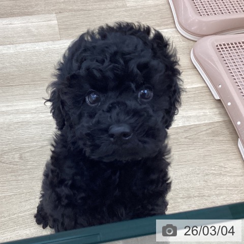 山梨県のトイプードル(トイ) (ペットプラス 甲府国母店/2025年12月29日生まれ/男の子/ブラック)の子犬の4枚目の画像