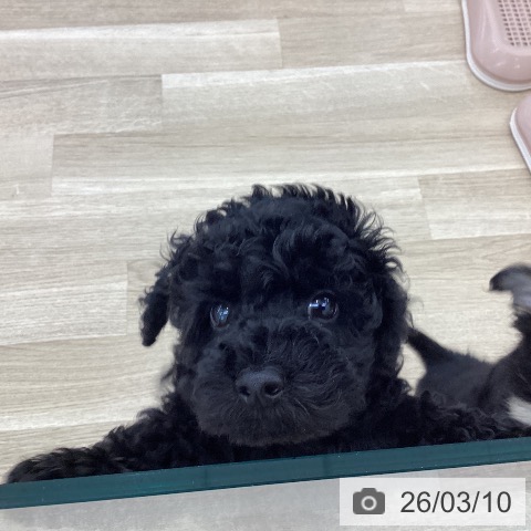 山梨県のトイプードル(トイ) (ペットプラス 甲府国母店/2025年12月29日生まれ/男の子/ブラック)の子犬の3枚目の画像