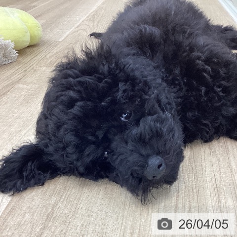 山梨県のトイプードル(トイ) (ペットプラス 甲府国母店/2025年12月29日生まれ/男の子/ブラック)の子犬の4枚目の画像
