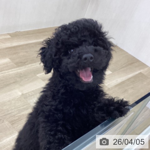 山梨県のトイプードル(トイ) (ペットプラス 甲府国母店/2025年12月29日生まれ/男の子/ブラック)の子犬の3枚目の画像