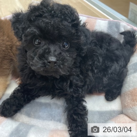 神奈川県のトイプードル(トイ) (ペットプラス テラスモール湘南店/2025年12月29日生まれ/女の子/ブラック)の子犬の4枚目の画像